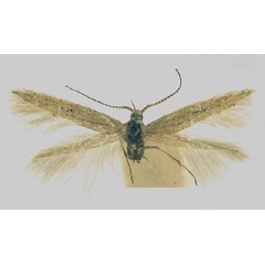 /filer/webapps/moths/media/images/I/intorta_Coleophora_HT_TMSA.jpg