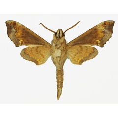 /filer/webapps/moths/media/images/E/eranga_Temnora_AM_Basquin_04b.jpg