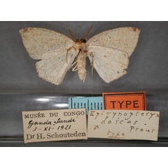 /filer/webapps/moths/media/images/D/dorcas_Epigynopteryx_HT_RMCA_02.jpg