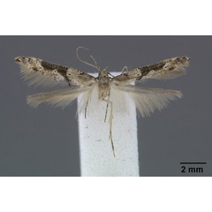 /filer/webapps/moths/media/images/F/formosa_Epermenia_HT_BMNH.jpg