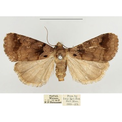 /filer/webapps/moths/media/images/E/ethiopica_Cretonia_AF_BMNH.jpg