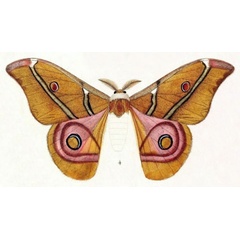 /filer/webapps/moths/media/images/S/suraka_Saturnia_HT_Boisduval_1833_12-4.jpg