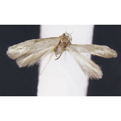 /filer/webapps/moths/media/images/V/veruta_Elachista_HT_Kaila.jpg