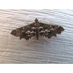 /filer/webapps/moths/media/images/R/ramburialis_Diasemiopsis_A_Goff_02.jpg