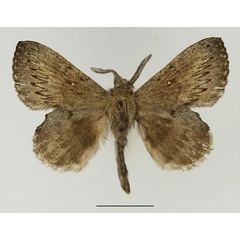 /filer/webapps/moths/media/images/C/cuneata_Rhinobombyx_AM_Basquin_02.jpg