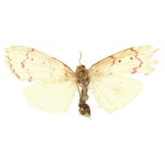 /filer/webapps/moths/media/images/P/pallidilinea_Cyana_AF_ANHRT.jpg