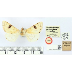 /filer/webapps/moths/media/images/Z/zulu_Acanthonyx_HT_BMNH.jpg