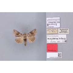 /filer/webapps/moths/media/images/M/molybdina_Plusia_PTF_BMNH_02a.jpg