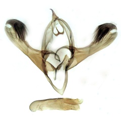 /filer/webapps/moths/media/images/S/simplex_Bryophilopsis_GMHT_Berio-1821.jpg