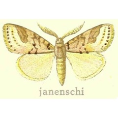 /filer/webapps/moths/media/images/J/janenschi_Laelia_HT_Hering_27g.jpg