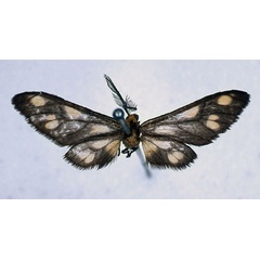 /filer/webapps/moths/media/images/F/flavipunctata_Thyretes_HT_BMNH_01.jpg