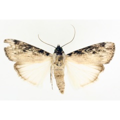 /filer/webapps/moths/media/images/A/austera_Hypotacha_AF_TMSA_01.jpg