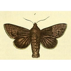 /filer/webapps/moths/media/images/T/tristis_Coryphodema_Drury3_21_1.jpg