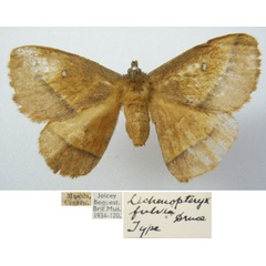/filer/webapps/moths/media/images/F/fulvia_Lechenopteryx_HT_NHMUKa.jpg
