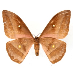 /filer/webapps/moths/media/images/A/anthina_Gonimbrasia_AF_Basquinb.jpg