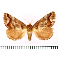 /filer/webapps/moths/media/images/J/jacksoni_Macroplectra_AM_BMNH.jpg