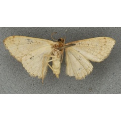 /filer/webapps/moths/media/images/P/punctistriata_Scopula_LT_BMNHb.jpg