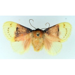 /filer/webapps/moths/media/images/P/purpuripulcra_Chrysamma_AF_TMSA.jpg