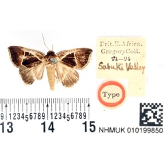 /filer/webapps/moths/media/images/P/pentagonalis_Colbusa_HT_BMNH.jpg