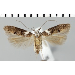 /filer/webapps/moths/media/images/M/mappigera_Athrips_AM_ZMHB.jpg
