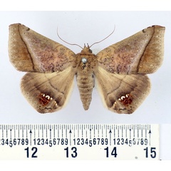 /filer/webapps/moths/media/images/P/palumbiodes_Macaldenia_AF_BMNH.jpg