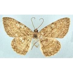 /filer/webapps/moths/media/images/B/brunnea_Morabia_HT_ZSMa.jpg