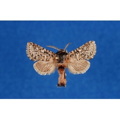 /filer/webapps/moths/media/images/H/haberlandorum_Arbelodes_HT_ZMHB.jpg