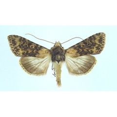 /filer/webapps/moths/media/images/A/anthocharis_Cucullia_AF_Legrain.jpg