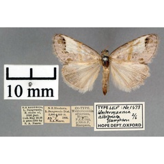 /filer/webapps/moths/media/images/A/albigrisea_Westermannia_A_OUMNH_01.jpg