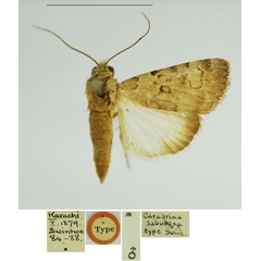 /filer/webapps/moths/media/images/S/sabulosa_Caradrina_HT_BMNH.jpg