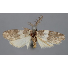 /filer/webapps/moths/media/images/P/plumicornis_Viettesia_HT_BMNH.jpg