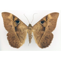 /filer/webapps/moths/media/images/L/limacina_Cyligramma_AF_TMSA_02.jpg