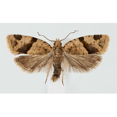 /filer/webapps/moths/media/images/P/prona_Clepsis_AM_NHMO.jpg