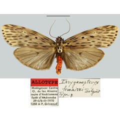 /filer/webapps/moths/media/images/L/lemairei_Phryganopteryx_AT_MNHN.jpg
