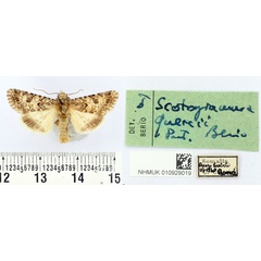 /filer/webapps/moths/media/images/Q/quercii_Scotogramma_PTM_BMNH.jpg