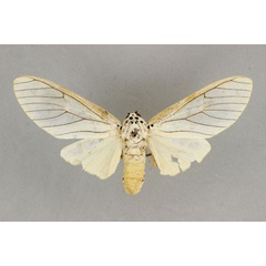 /filer/webapps/moths/media/images/C/catinca_Amerila_AF_BMNH.jpg