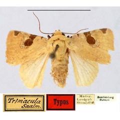 /filer/webapps/moths/media/images/T/trimacula_Acontia_HT_SNMH.jpg
