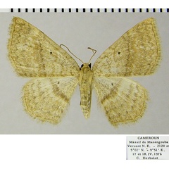 /filer/webapps/moths/media/images/A/amblycoma_Asthenotricha_AF_ZSM.jpg