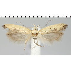 /filer/webapps/moths/media/images/T/tholaea_Parapsectris_A_ZMHB.jpg