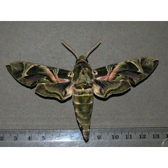 /filer/webapps/moths/media/images/N/nerii_Daphnis_A_Goff_01.jpg