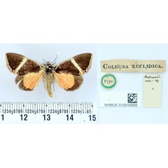 /filer/webapps/moths/media/images/E/euclidica_Colbusa_HT_BMNH.jpg