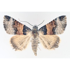 /filer/webapps/moths/media/images/L/leucoptera_Tytroca_AF_TMSA_02.jpg