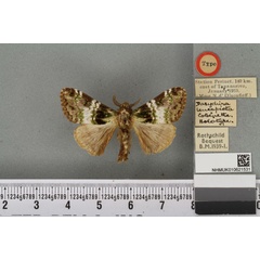 /filer/webapps/moths/media/images/L/leucopicta_Dasychira_HT_BMNHa.jpg