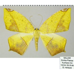 /filer/webapps/moths/media/images/A/ansorgei_Epigynopteryx_AF_ZSM_02.jpg