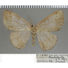 /filer/webapps/moths/media/images/A/australis_Cacostegania_AM_ZSM.jpg