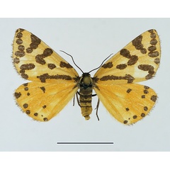 /filer/webapps/moths/media/images/S/setinata_Veniliodes_AF_TMSA.jpg