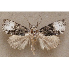 /filer/webapps/moths/media/images/P/paragrapha_Craniophora_A_Butler_02.jpg