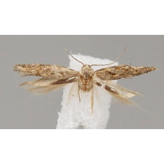 /filer/webapps/moths/media/images/Y/yemeniasquamella_Istrianis_HT_Bidzilya.jpg