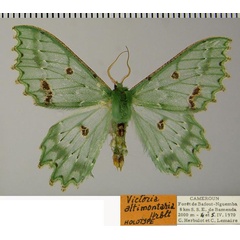 /filer/webapps/moths/media/images/A/altimontaria_Victoria_HT_ZSMa.jpg
