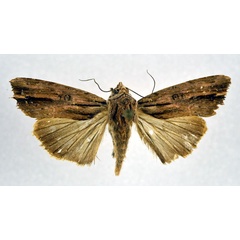 /filer/webapps/moths/media/images/V/versicolora_Callixena_AF_NHMO.jpg